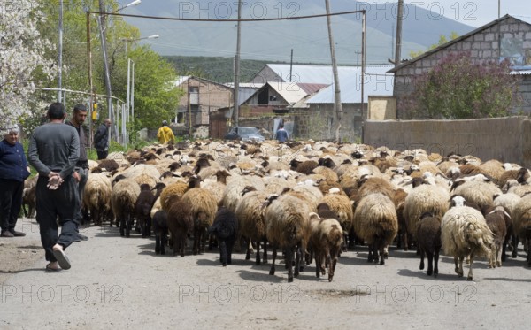 People and a large flock of sheep on a village road surrounded by mountains, Kuchak, Aragatsotn