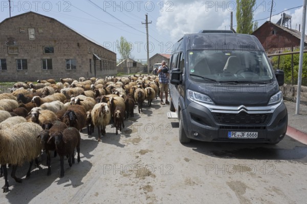 A flock of sheep shares the road with a car, a man fills up with water from a watering can, camper,