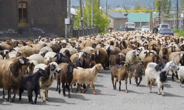 Large herd of goats and sheep wandering through a village on a road with some people and cars in
