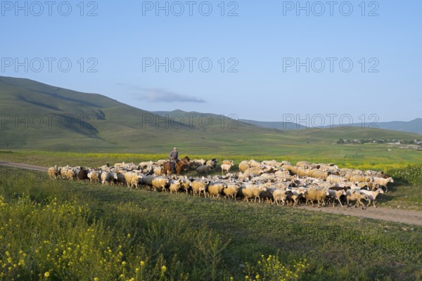 A shepherd leads a flock of sheep across a vast green pasture with rolling hills in the background
