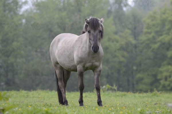 Tail horse (Equus ferus ferus caballus, Equus przewalskii ferus caballus) in a meadow, North