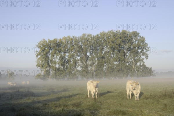 Charolais Cattle (Bos primigenius taurus) on a pasture with morning mist, North Rhine-Westphalia,