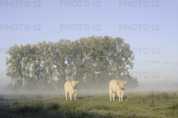Charolais Cattle (Bos primigenius taurus) on a pasture with morning mist, North Rhine-Westphalia,