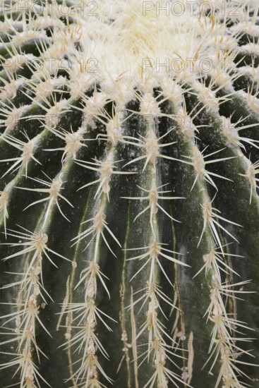 Golden ball cactus, mother-in-law's chair or mother-in-law's chair (Echinocactus grusonii), thorns,