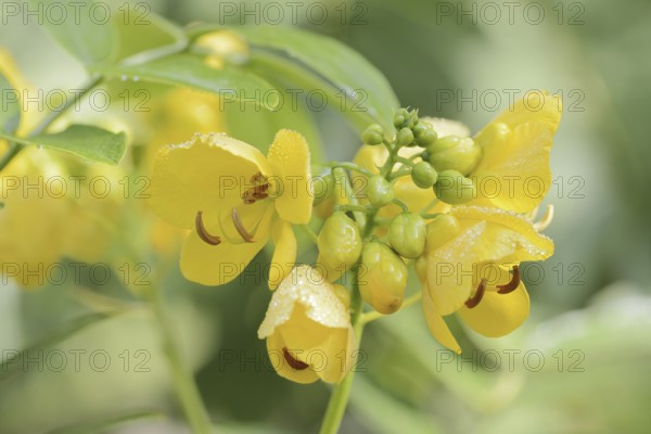 Spice bark or Argentine senna (Senna corymbosa, Cassia corymbosa), flowers, North Rhine-Westphalia,