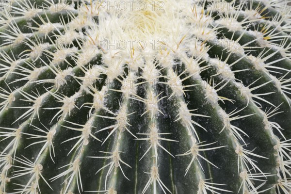 Golden ball cactus, mother-in-law's chair or mother-in-law's chair (Echinocactus grusonii), thorns,