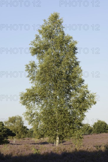 Silver birch (Betula pendula) in a flowering heath landscape, Westruper Heide, North