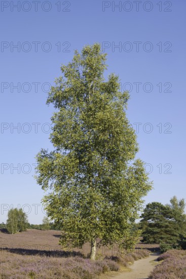 Hanging birch (Betula pendula) and hiking trail in blooming heath landscape, Westruper Heide, North