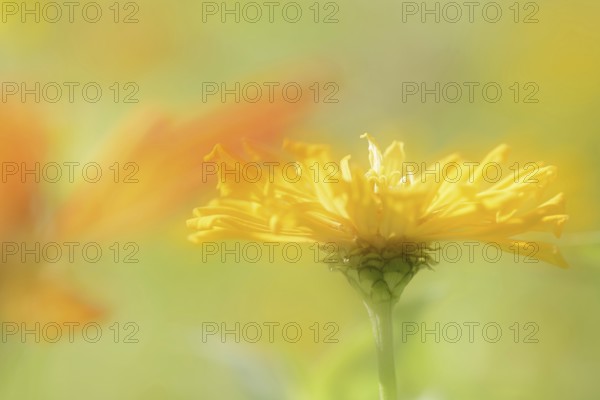 Zinnia (Zinnia elegans, Zinnia violacea), flower, ornamental plant, double exposure, North