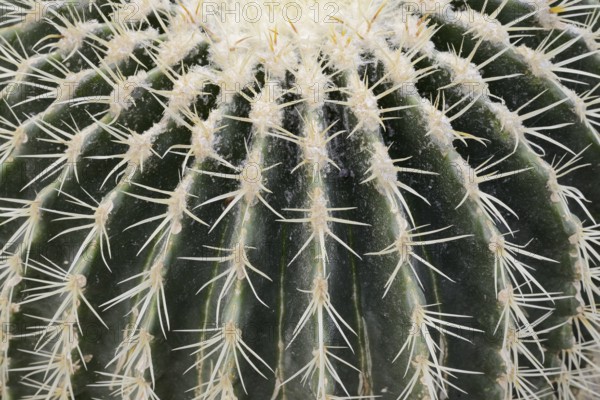 Golden ball cactus, mother-in-law's chair or mother-in-law's chair (Echinocactus grusonii), thorns,