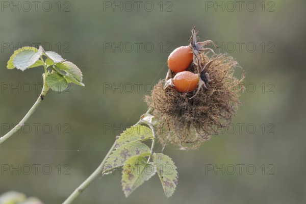 Mossyrose gall wasp (Diplolepis rosae), rose gall on a branch of the dog rose (Rosa canina) with