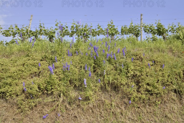 Flowering forking larkspur or field larkspur (Consolida regalis, Delphinium consolida) on a