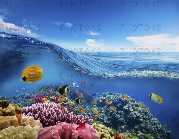 Scuba diver diving over coral tropical reef, with colorful sea fish beautiful ocean ecosystem, AI