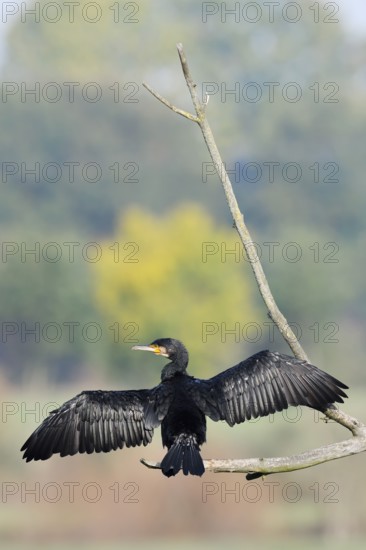 Cormorant (Phalacrocorax carbo) sitting on a branch and drying its feathers, North