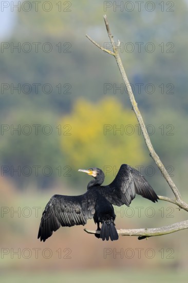 Cormorant (Phalacrocorax carbo) sitting on a branch and drying its feathers, North