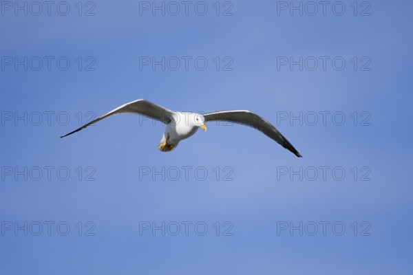 Mediterranean Gull (Larus michahellis) flying, Algarve, Portugal