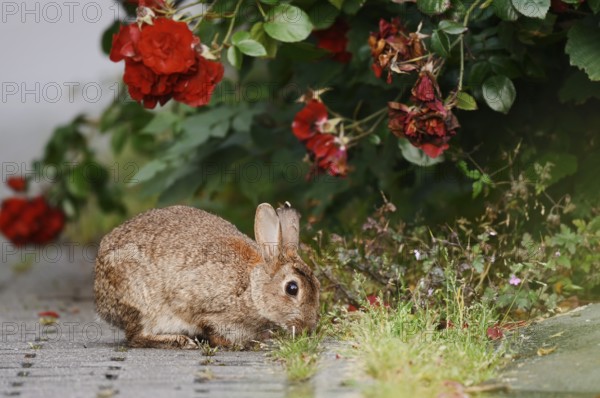 Wild rabbit (Oryctolagus cuniculus) on a shrub rose (Rosa) in a park, North Rhine-Westphalia,