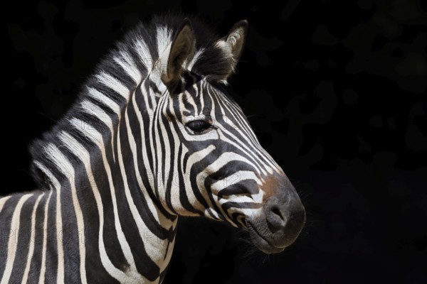 Chapman's plains zebra (Equus quagga chapmani, Equus burchellii chapmani), portrait, captive,
