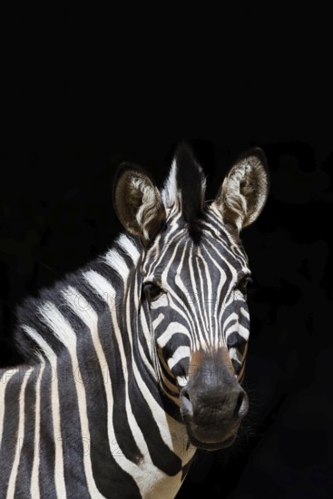 Chapman's plains zebra (Equus quagga chapmani, Equus burchellii chapmani), portrait, captive,