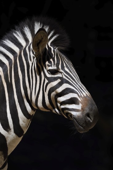 Chapman's plains zebra (Equus quagga chapmani, Equus burchellii chapmani), portrait, captive,