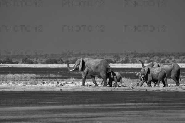 Elephant bull, Loxodonta africana, black and white image. Wild animal comes out of the Chobe River,