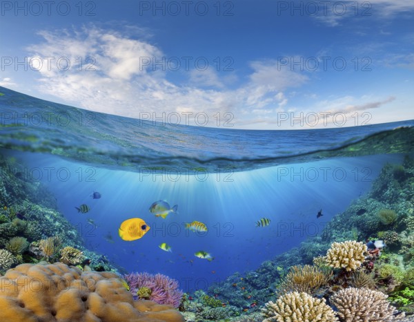 Scuba diver diving over coral tropical reef, with colorful sea fish beautiful ocean ecosystem, AI