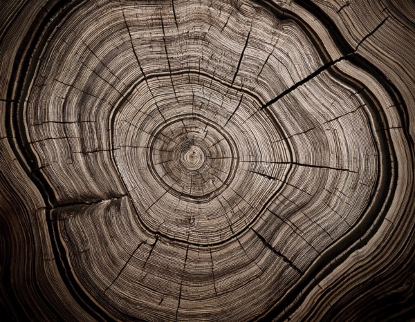 Detailed view of a tree cross-section highlighting its growth rings. Ideal for illustrating