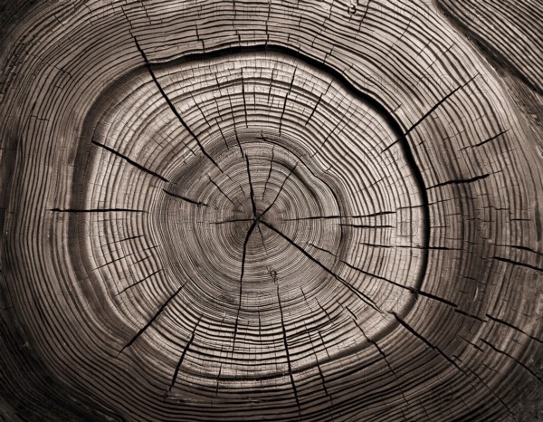 Detailed view of a tree cross-section highlighting its growth rings. Ideal for illustrating