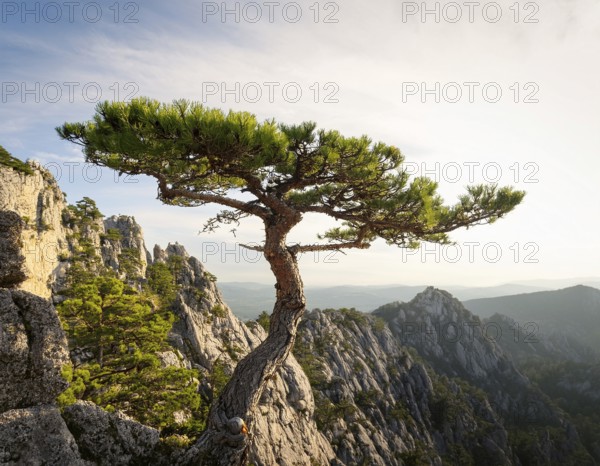A solitary tree thriving between rocky formations at sunset. Capturing resilience, nature, and