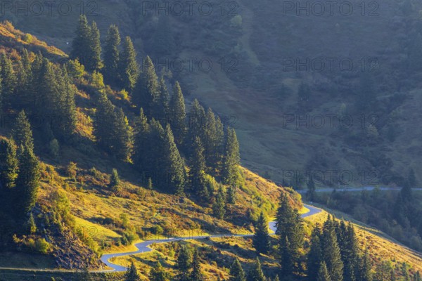 View from the Furkajoch to the pass road, spruce trees (Picea) on the mountainside, pine trees