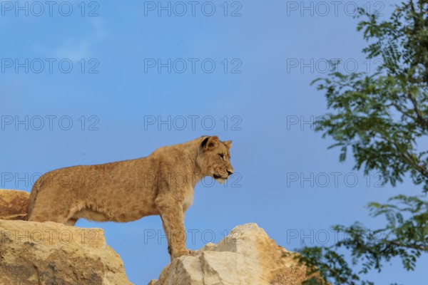 A young female lion (Panthera leo) stands on a rocky hill on a sunny day, observing something.