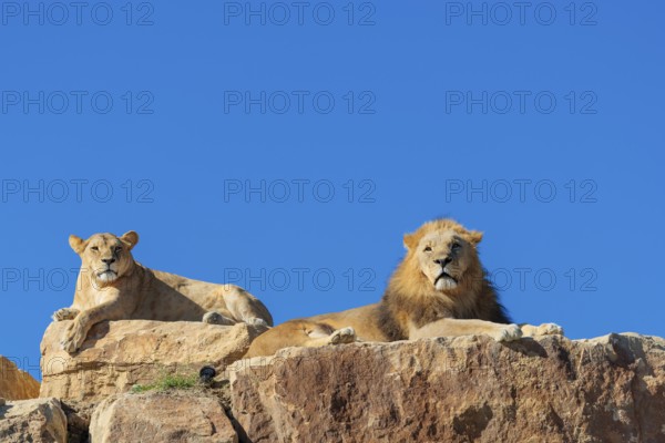 Two adult lions, a male and female (Panthera leo) rest on a rocky hill on a sunny day, observing