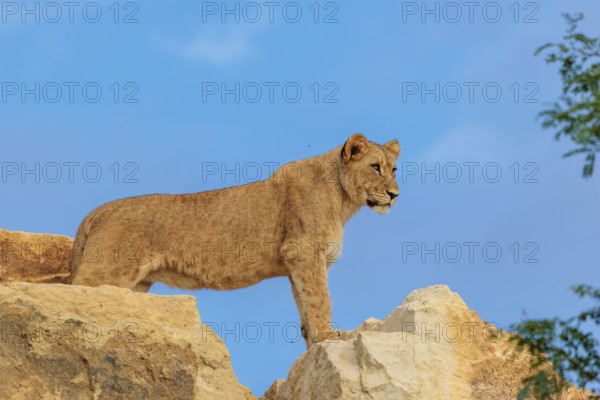 A young female lion (Panthera leo) stands on a rocky hill on a sunny day, observing something.