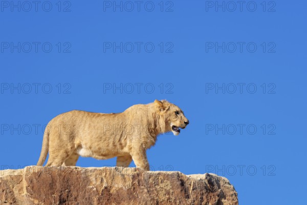 A young male lion (Panthera leo) stands on a rocky hill on a sunny day, observing something.