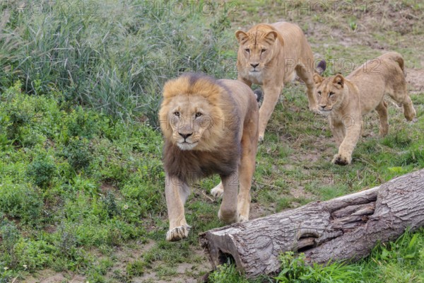 A large male lion (Panthera leo) runs down a hill across a meadow, followed by his female and their