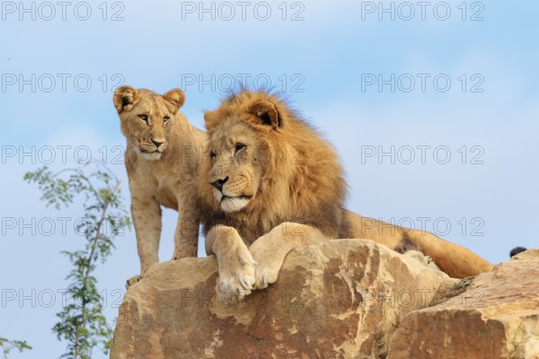 A big male lion (Panthera leo) rests next to a female cub standing on a rocky hill on a sunny day.