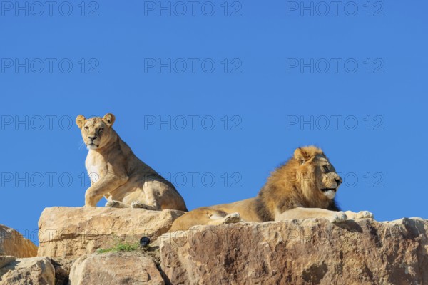 Two adult lions, a male and female (Panthera leo) rest on a rocky hill on a sunny day, observing