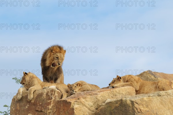 A small pride of lions (Panthera leo) rests on a rocky hill on a sunny day. The adult male lion