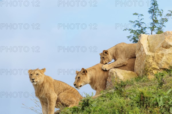 A female lion cub (Panthera leo) plays with her mother on a rocky hill on a sunny day, observed by