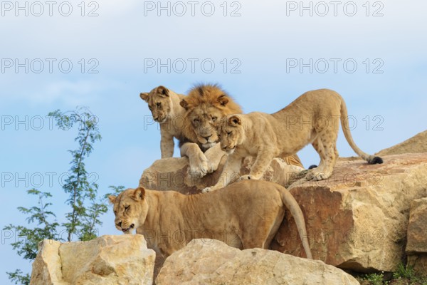 A female lion cub (Panthera leo) plays with her mother on a rocky hill on a sunny day, observed by