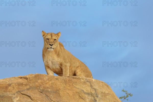 An adult female lion (Panthera leo) stands on a rocky hill on a sunny day, observing something.