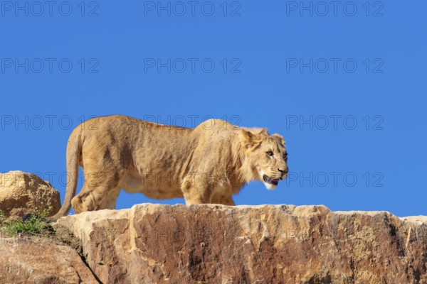 A young male lion (Panthera leo) stands on a rocky hill on a sunny day, observing something.