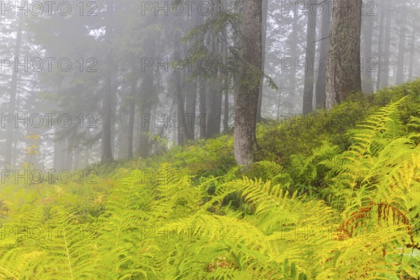 Worm fern (Dryopteris filix-mas) in coniferous forest, Leptosporangiate ferns (Polypodiopsida),