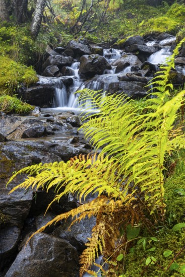 Worm fern (Dryopteris filix-mas) by a mountain stream, Leptosporangiate ferns (Polypodiopsida),