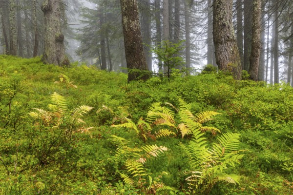 Worm fern (Dryopteris filix-mas) in coniferous forest, Leptosporangiate ferns (Polypodiopsida),