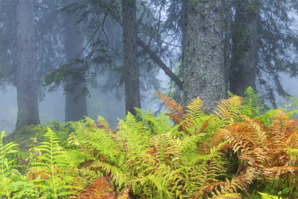 Worm fern (Dryopteris filix-mas) in front of coniferous forest, Leptosporangiate ferns