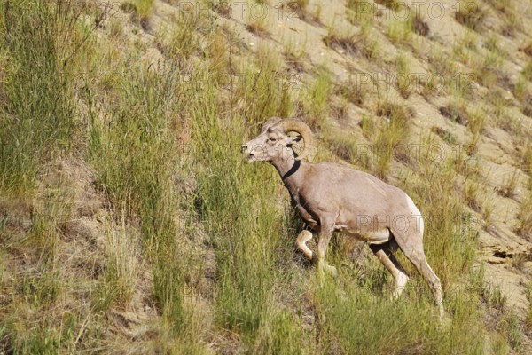 Rocky Mountains bighorn sheep (Ovis canadensis canadensis), ram, Banff National Park, Alberta,