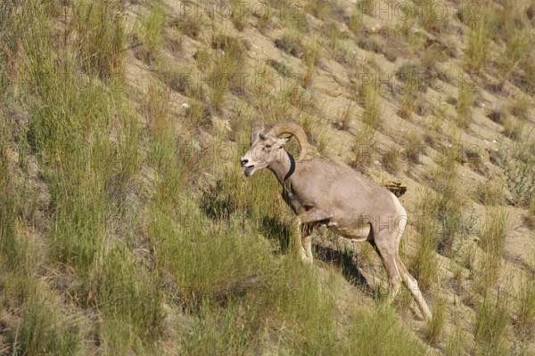 Rocky Mountains bighorn sheep (Ovis canadensis canadensis), ram, Banff National Park, Alberta,