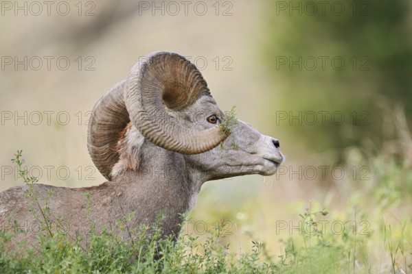 Rocky Mountains bighorn sheep (Ovis canadensis canadensis), ram, portrait, Banff National Park,