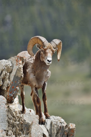 Rocky Mountains bighorn sheep (Ovis canadensis canadensis), ram standing on a rock, Jasper National